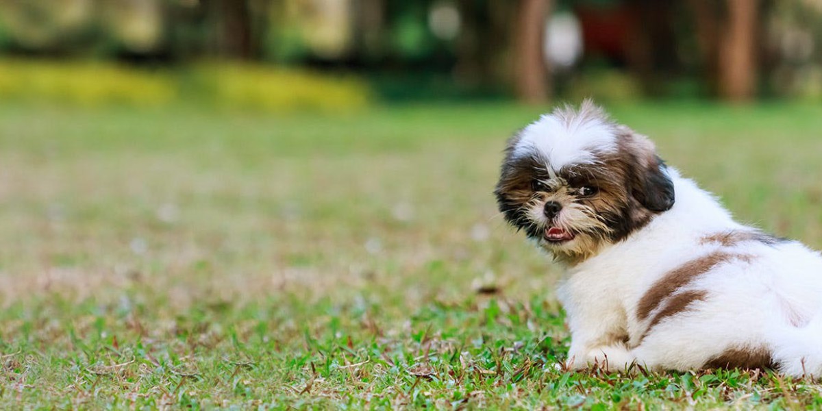 Exploring Shih Tzu Puppies for Sale in Ahmedabad: Your Guide to a Furry Companion