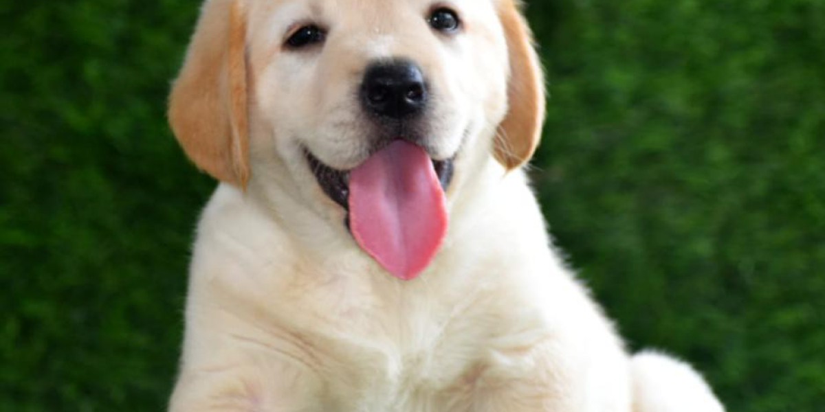 Exploring Golden Retriever Puppies for Sale in Ahmedabad: A Guide to Finding Your Furry Companion