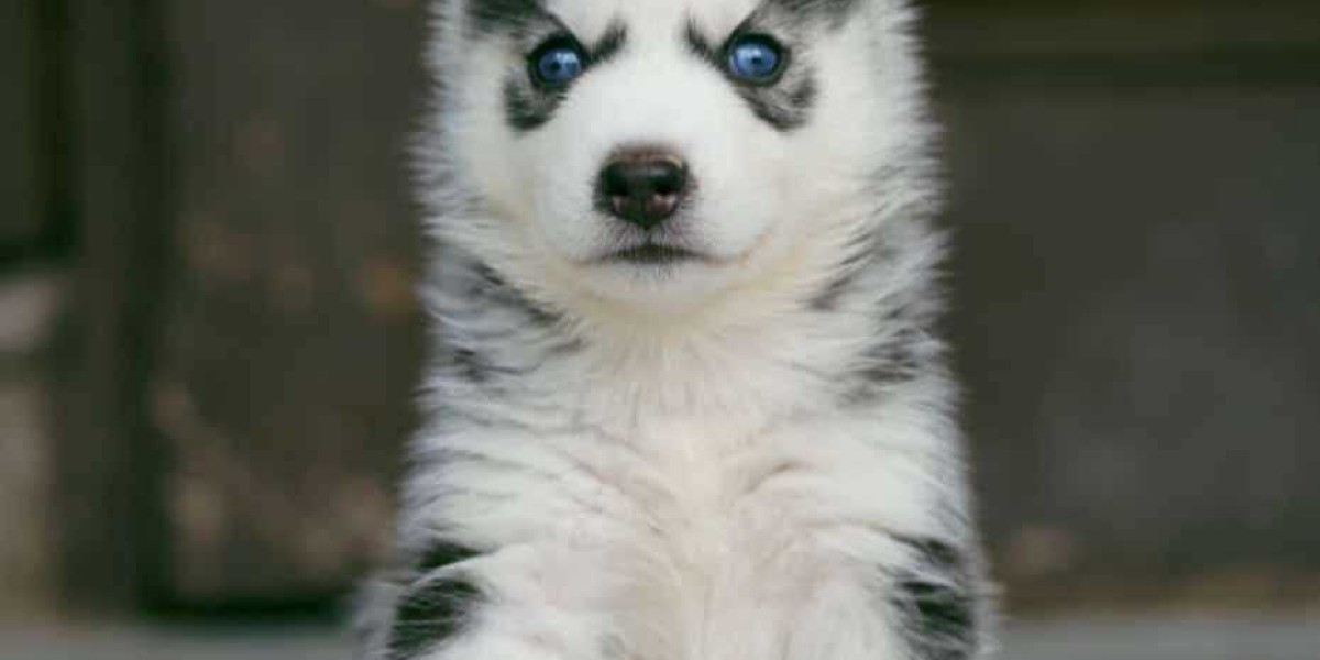 Exploring Siberian Husky Puppies for Sale in Ahmedabad: A Guide to Choosing Your Perfect Canine Companion