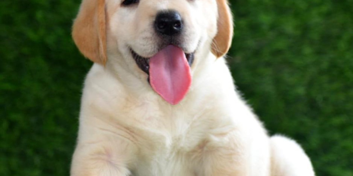 Exploring the Joy of Labrador Retriever Puppies for Sale in Chennai