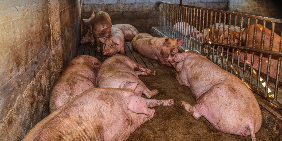 Unmasking the Hidden Horrors: Animal Cruelty in Factory Farms Exposed