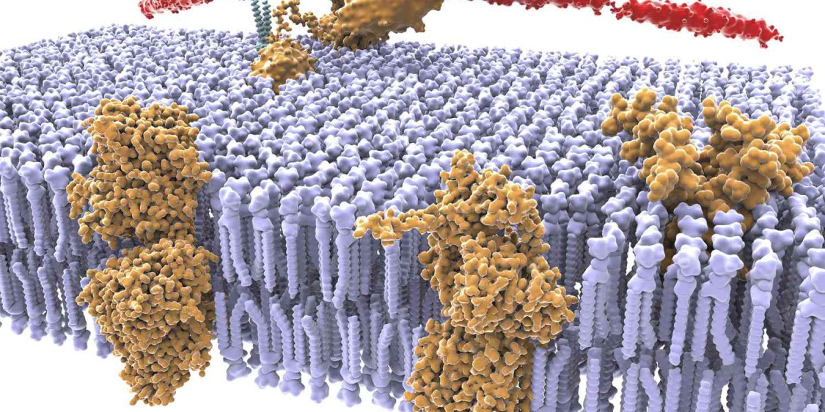 Ion Selective Permeable Membrane Market Growth, Size, Share, Trends, and Forecast 2030