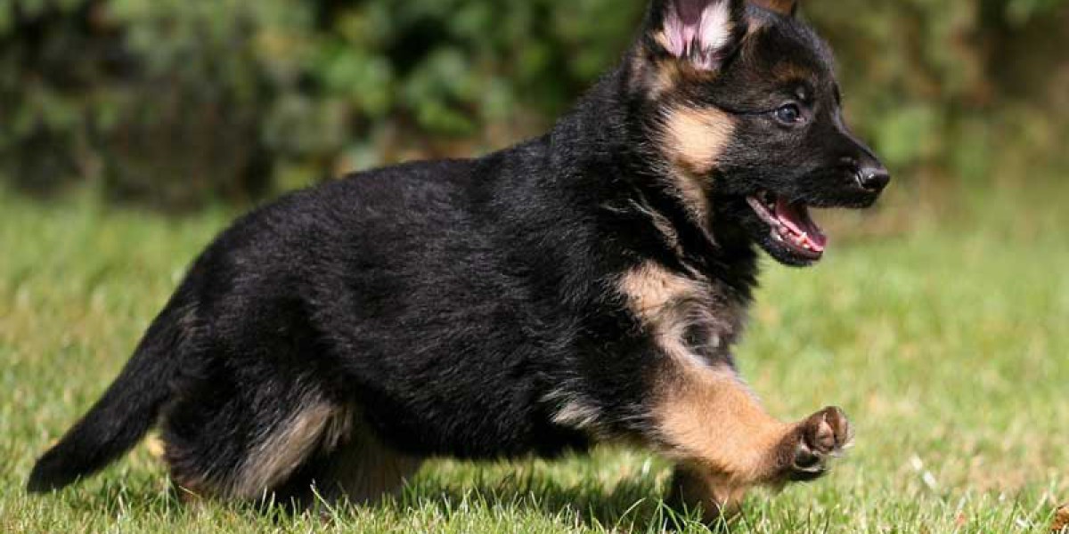 Delhi's Finest German Shepherd Puppies: Ready for Adoption