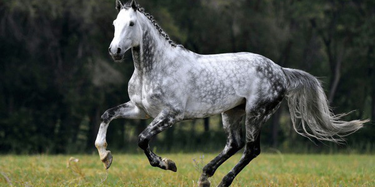 Dapple Gray Horses: A Unique Equestrian Marvel