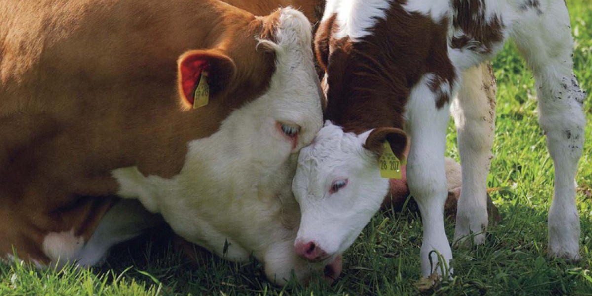 Nurturing Compassion: Animal Welfare and Veganism