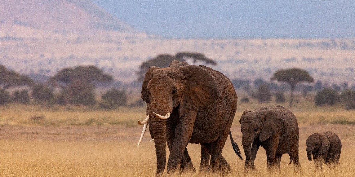 Exploring the Magic of Africa: A Memorable Family Trip