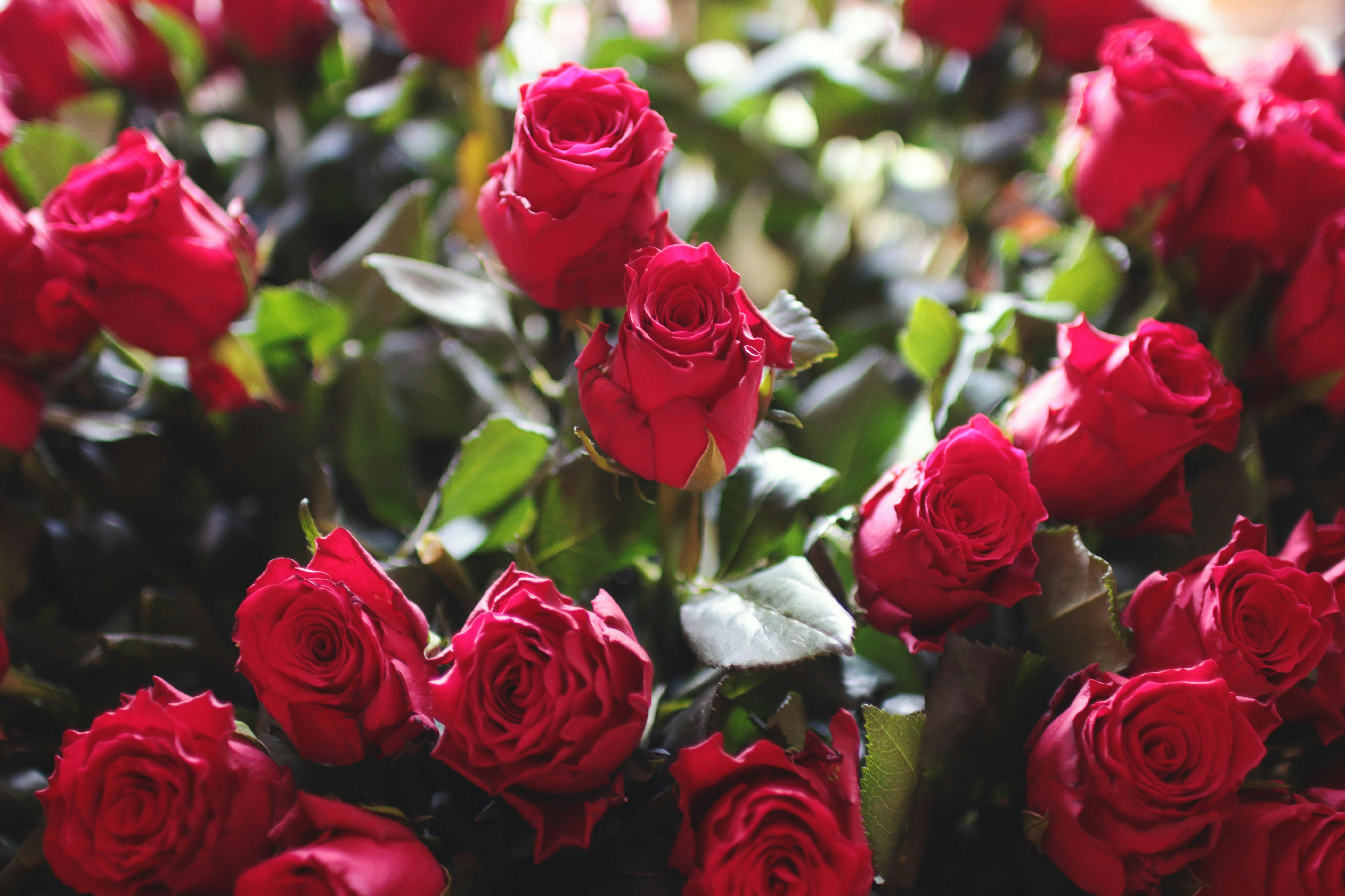 theflowerpalace